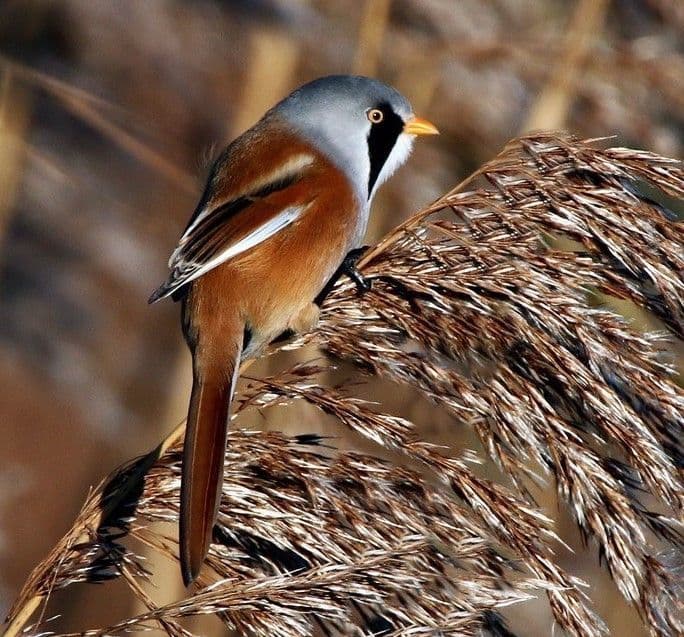 Bearded Tits at Elmley Nature Reserve