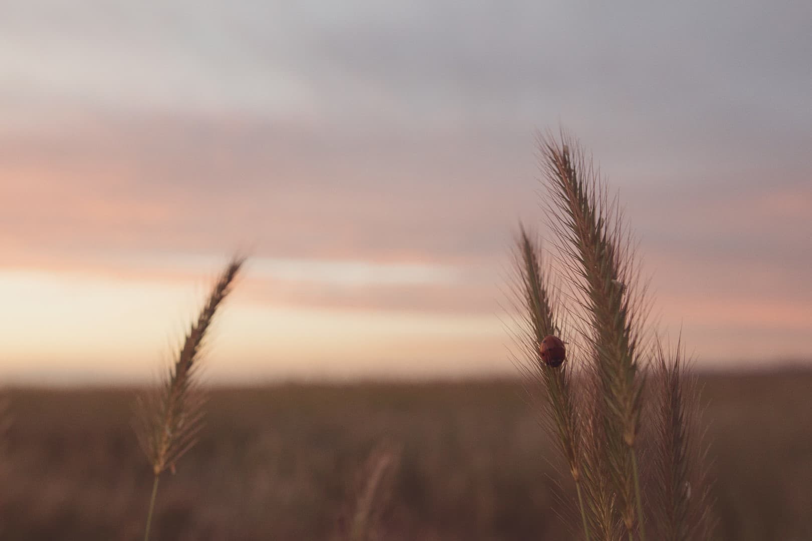 Elmley Nature Reserve Sunset