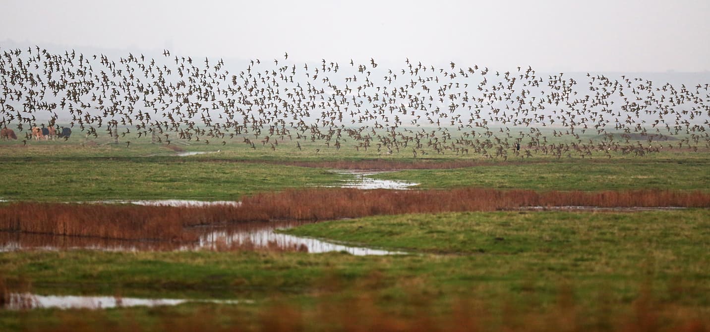 Golden plover winter at elmley