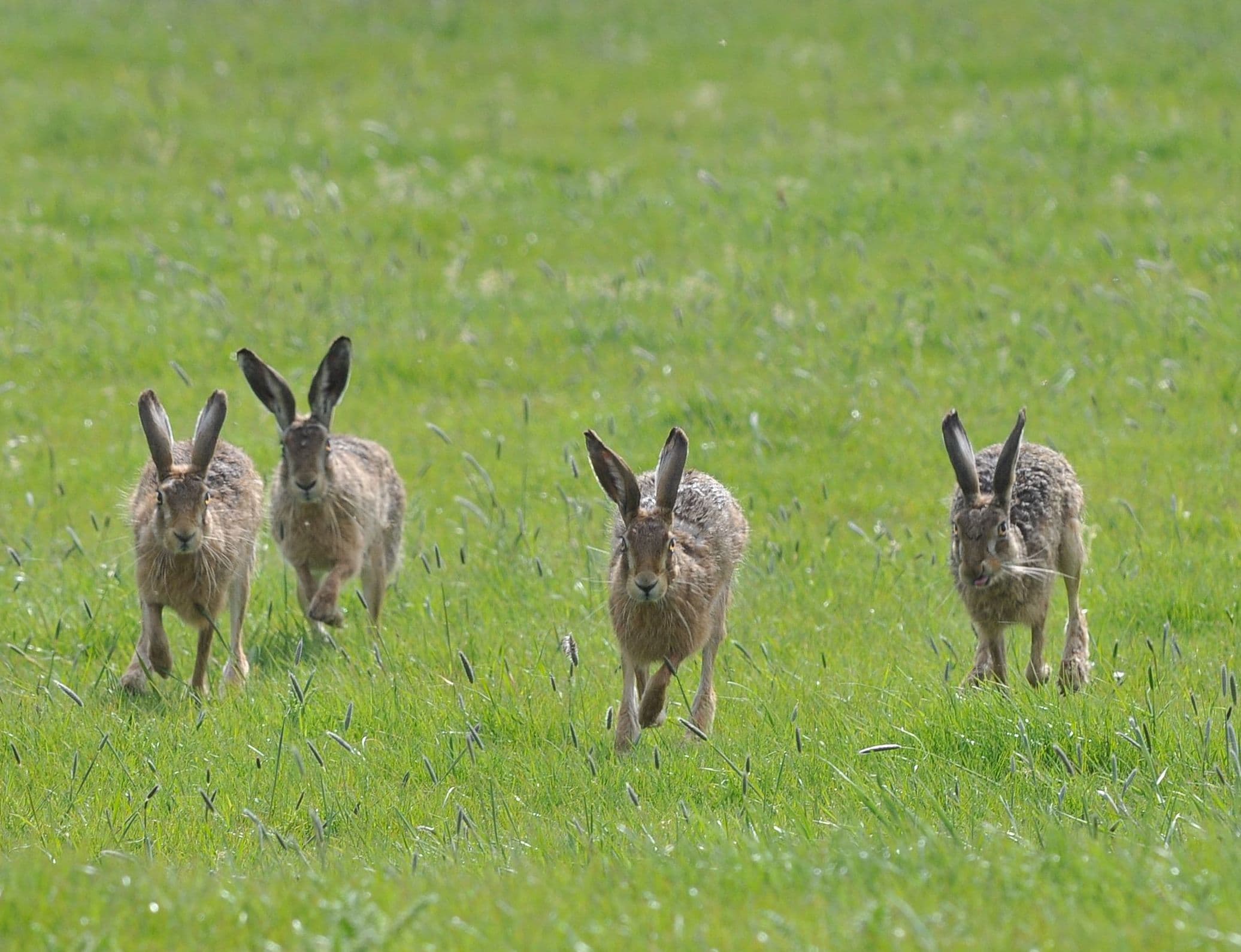 Hares at Elmley Nature Reserve
