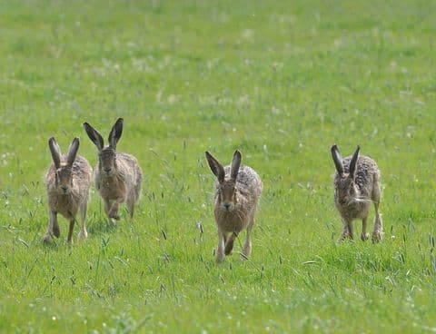 Hares - Credit Keith Frasier