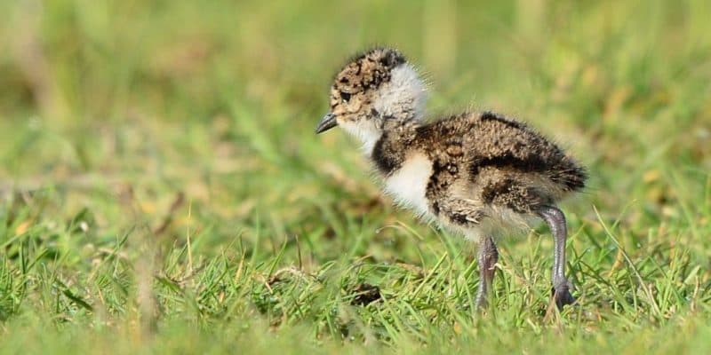 Lapwing Chick