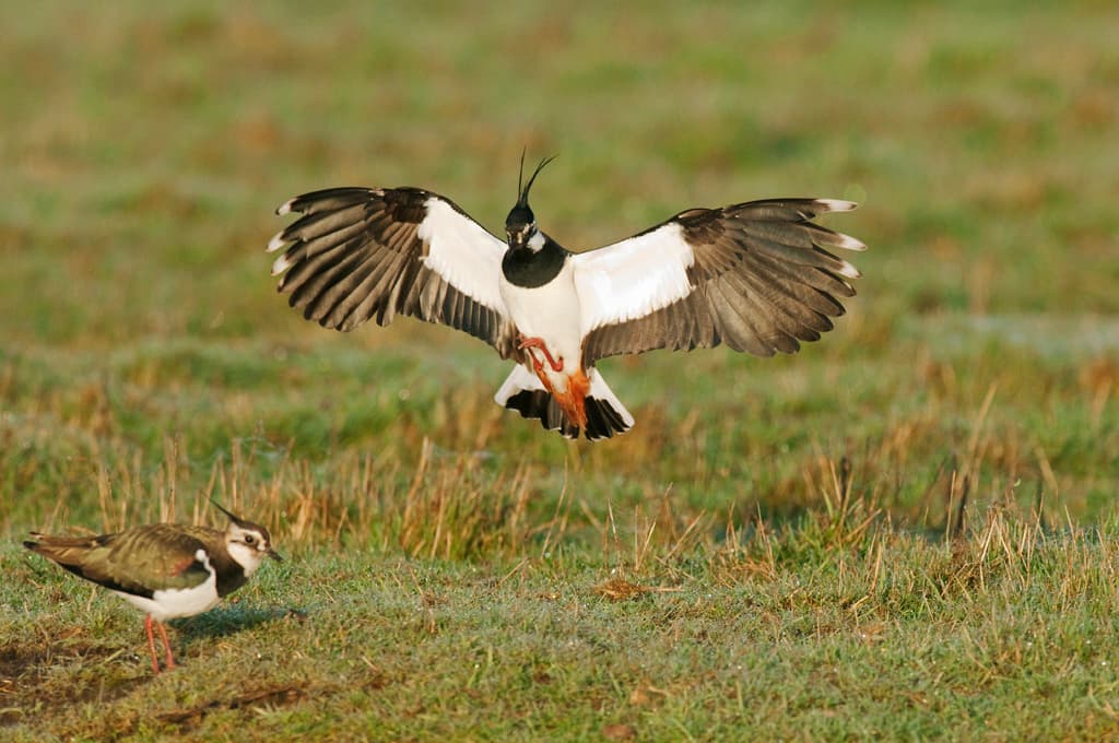 Male Lapwing displaying