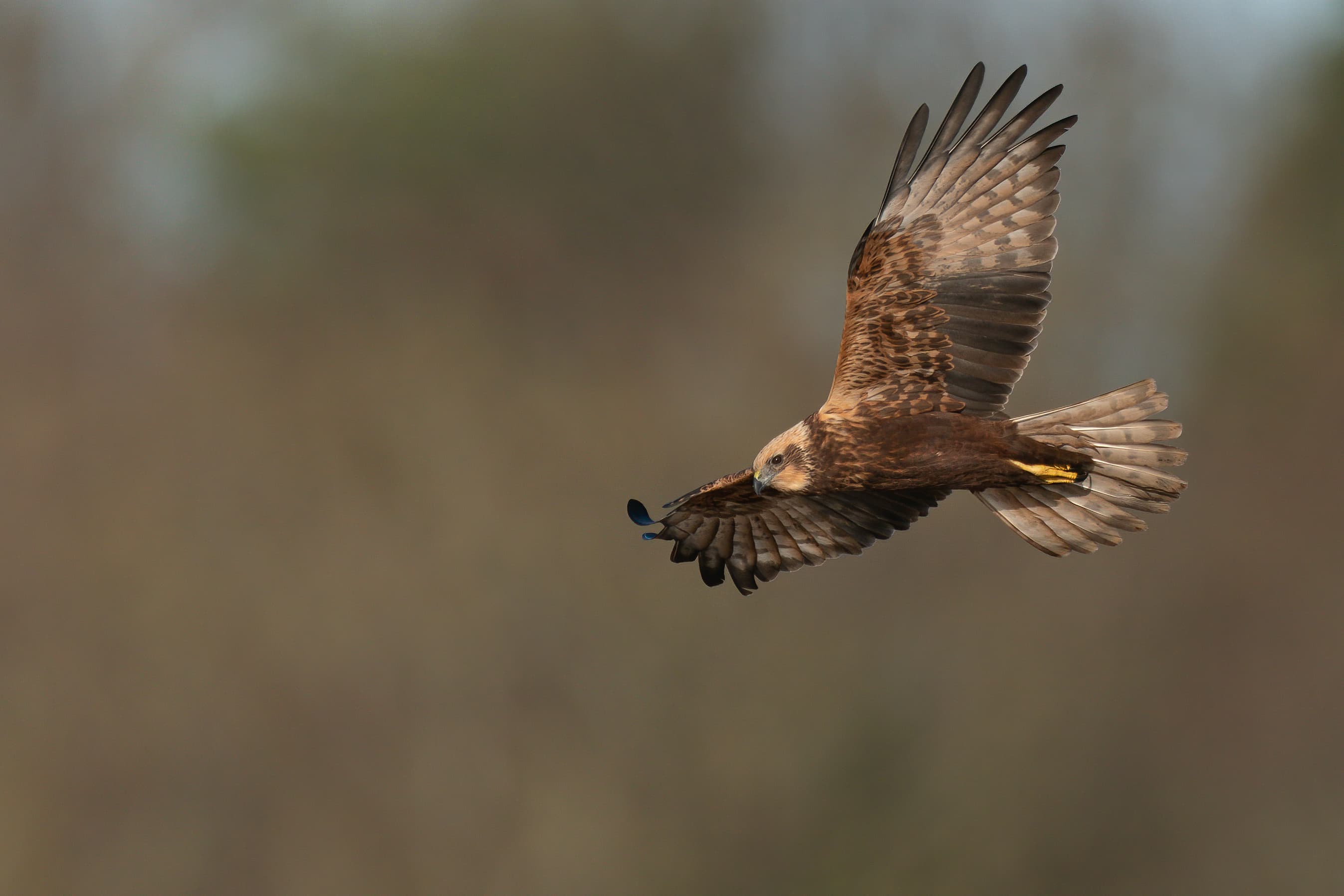 Female Marsh Harrier - credit Robin Elliot