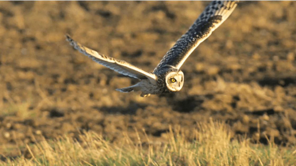 SHORT EARED OWL IN FLIGHT