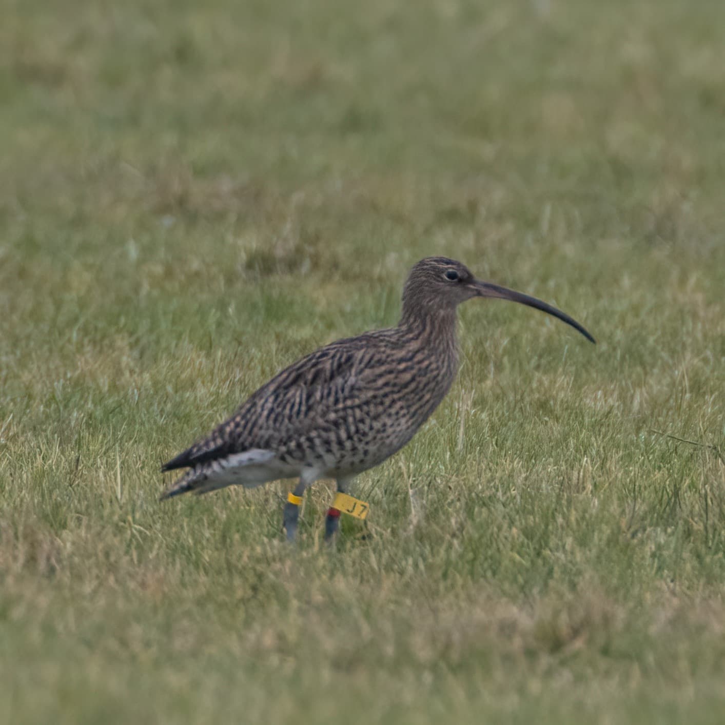South of England Curlew Recovery Project