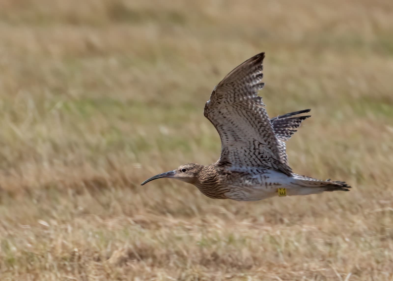 Curlew Recovery Project