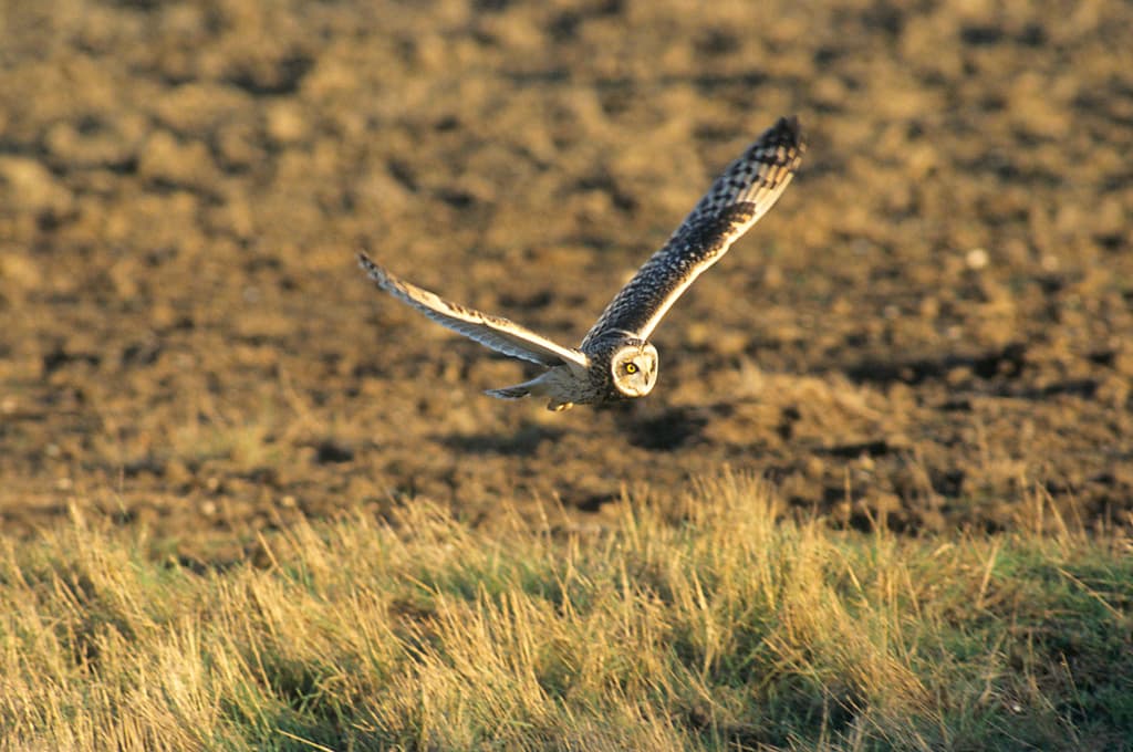 SHORT EARED OWL AT ELMLEY