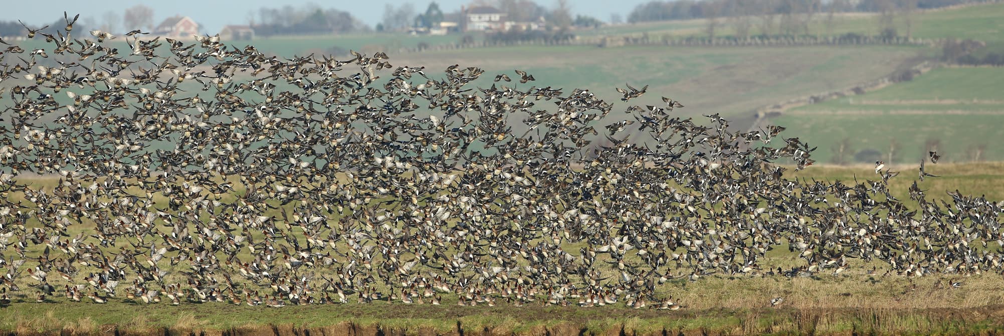 wigeon winter elmley
