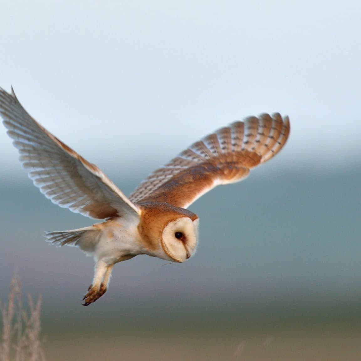 barn owl at Elmley Nature Reserve