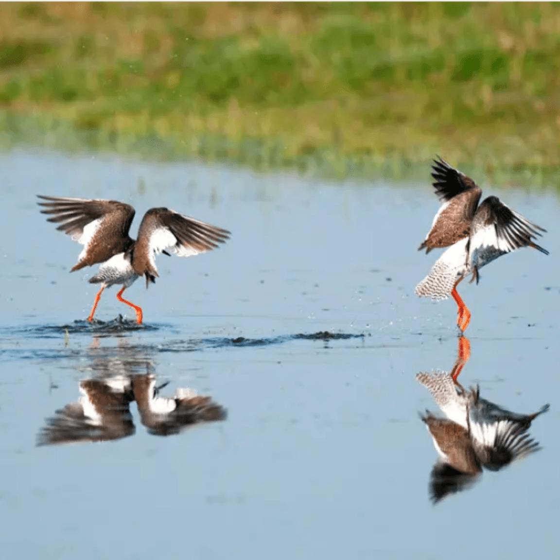 waders on water