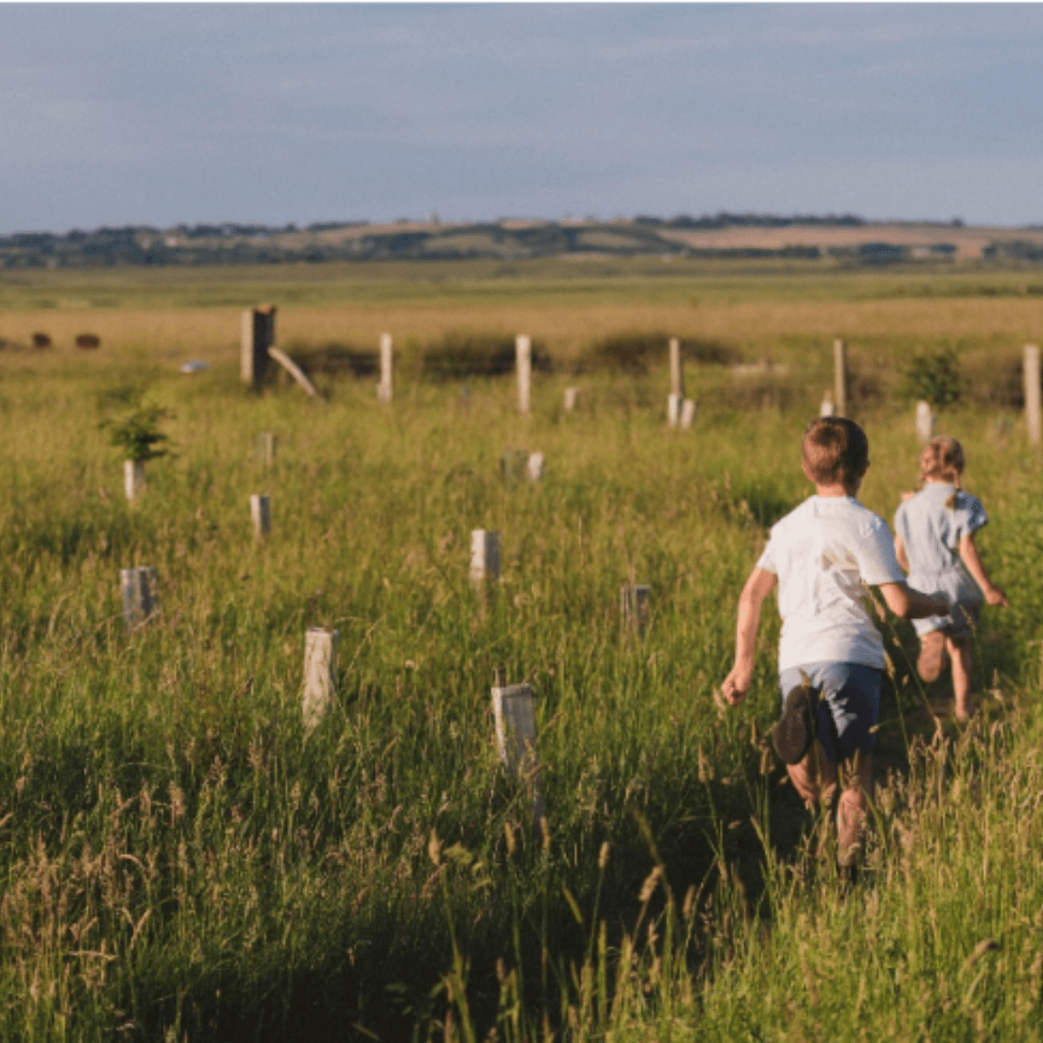 children in saplings