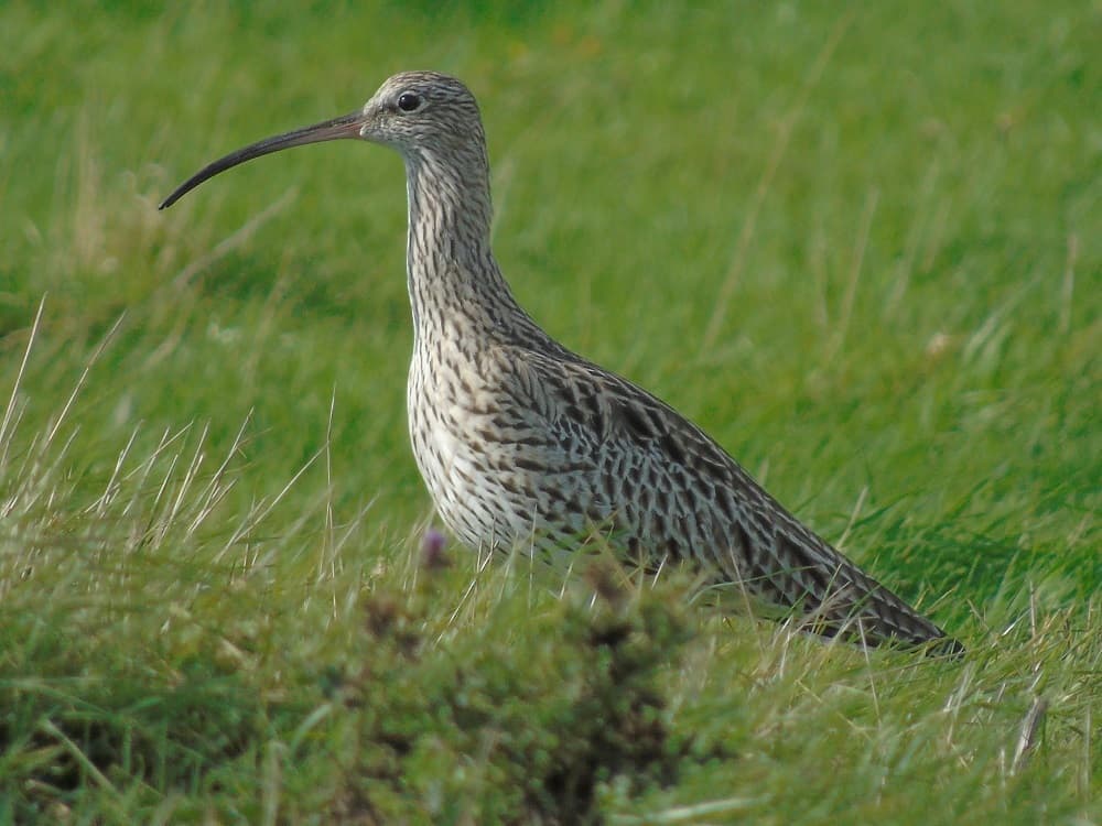 curlew standing in marsh