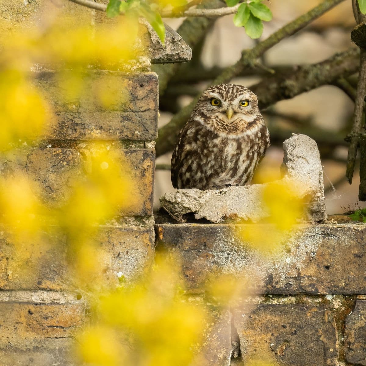 Little Owl