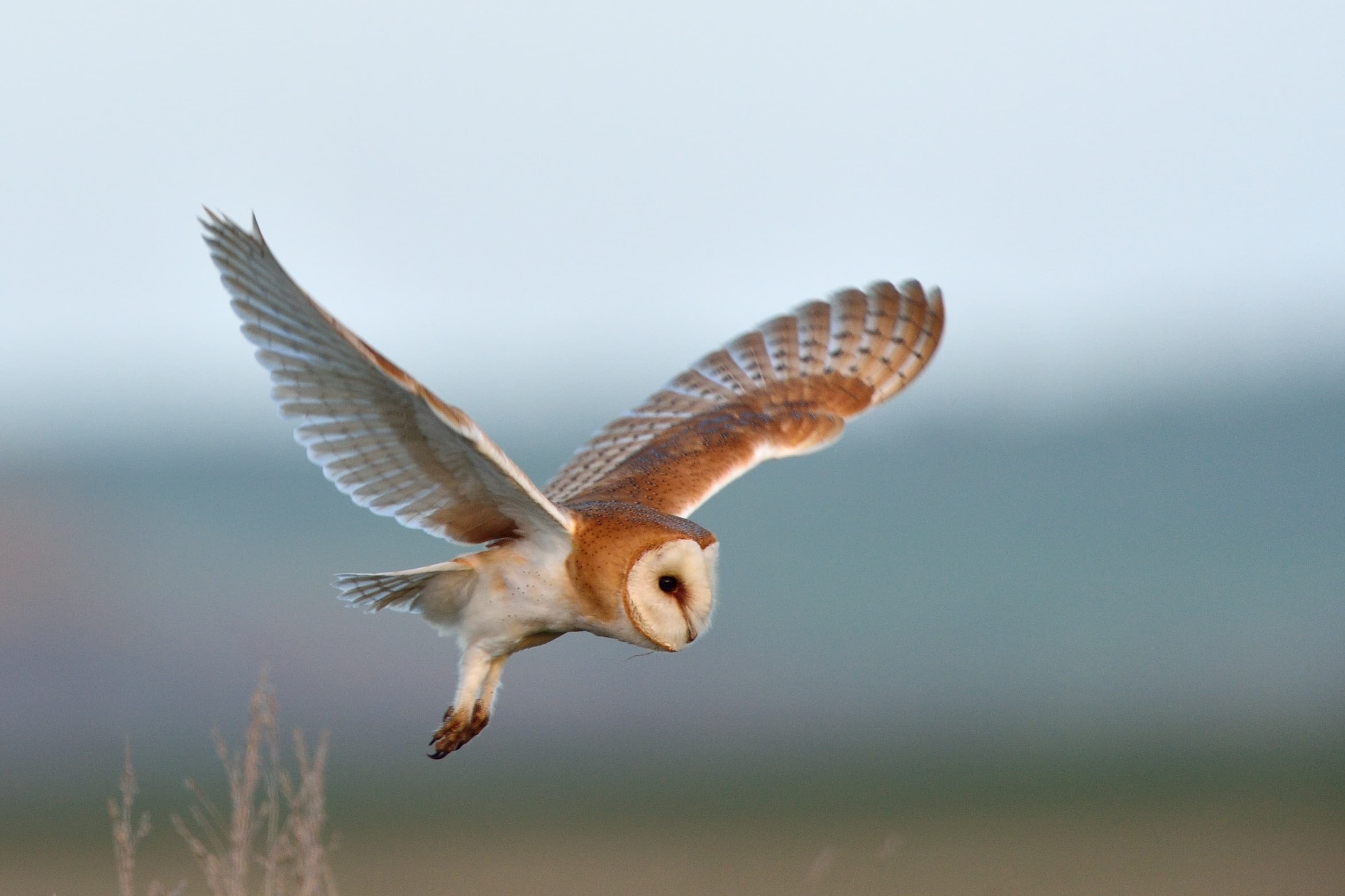 Barn owl hunting at Elmley