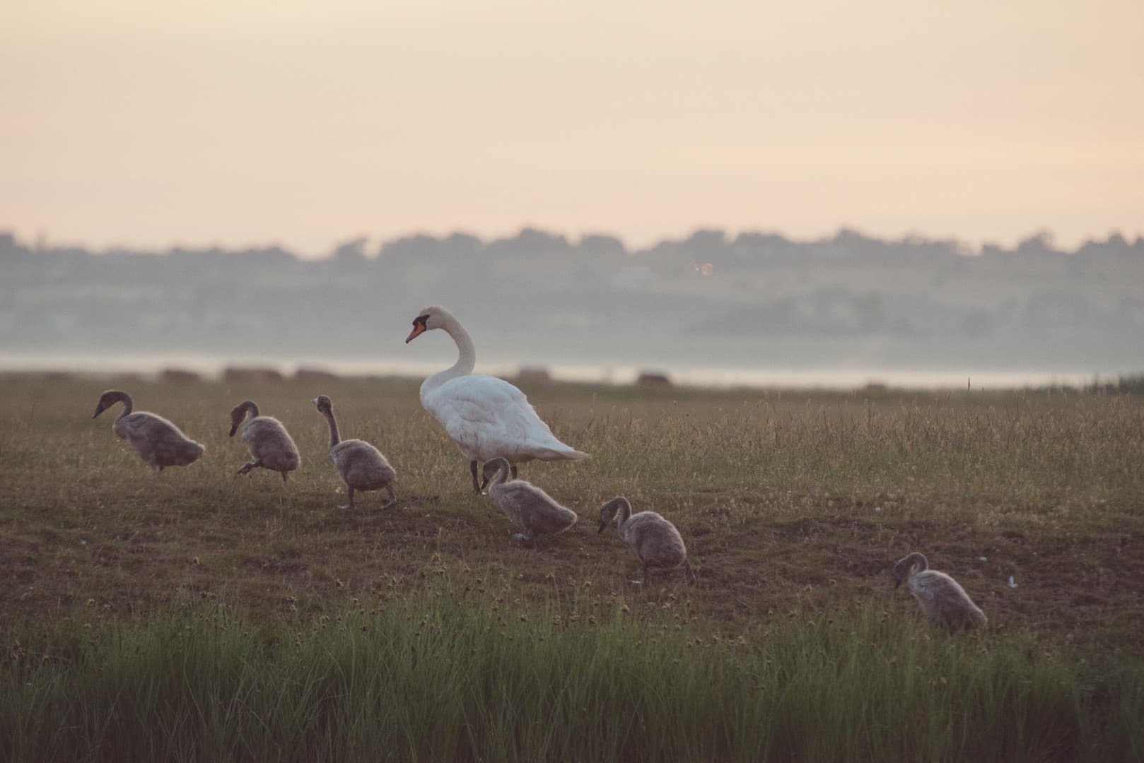 swans walking