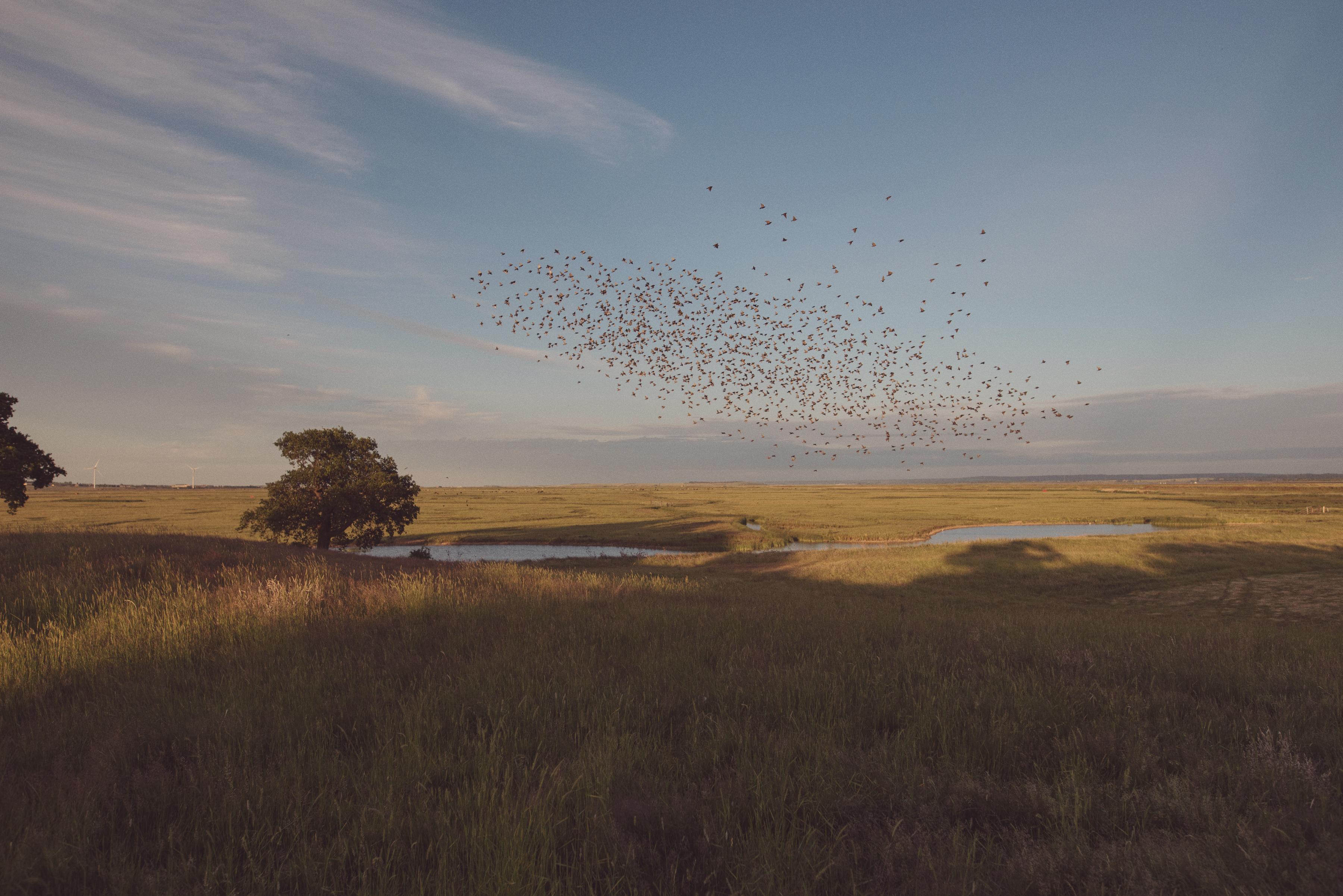 Birds flying over reserve