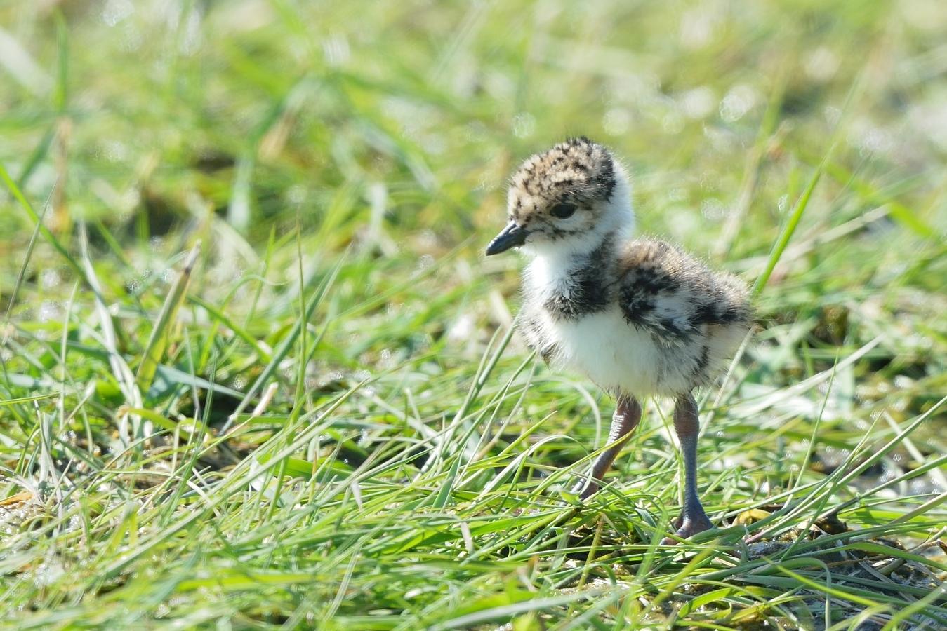 Lapwing Chick at Elmley Nature Reserve