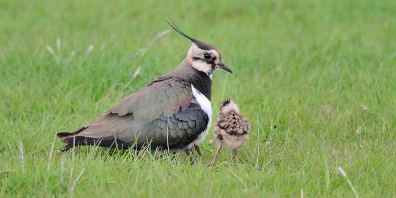 Lapwing and Chick