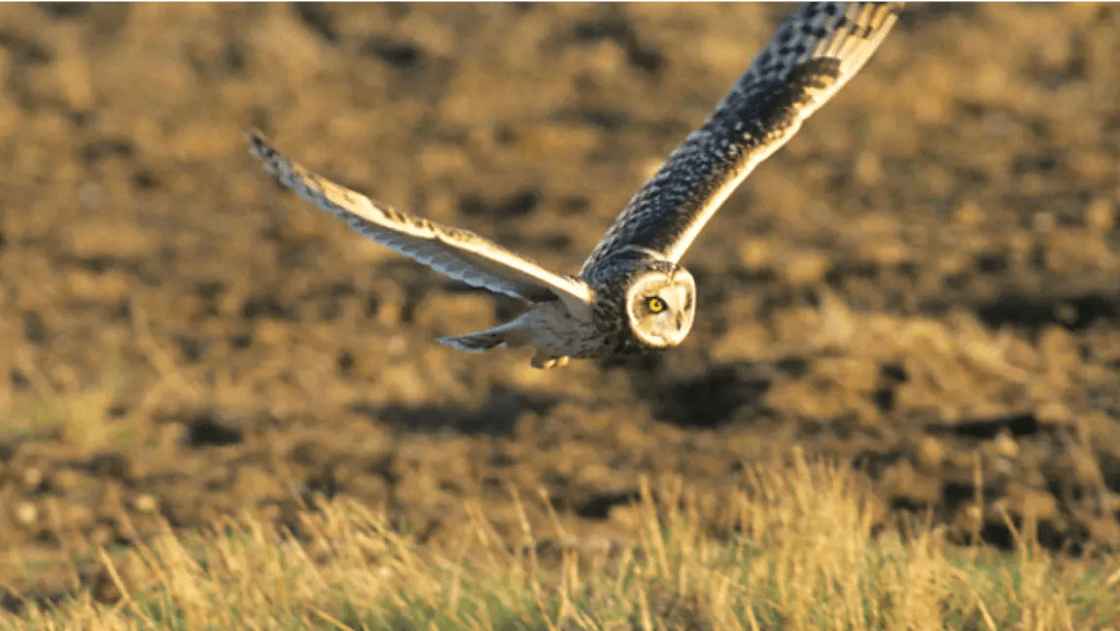SHORT EARED OWL IN FLIGH