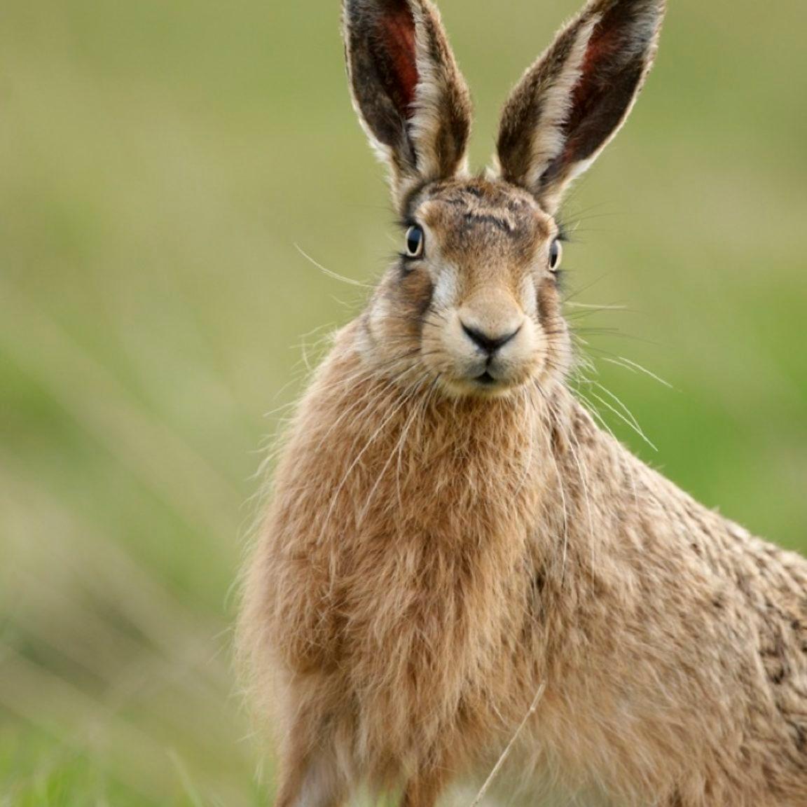 Elmley Nature Reserve Brown Hare