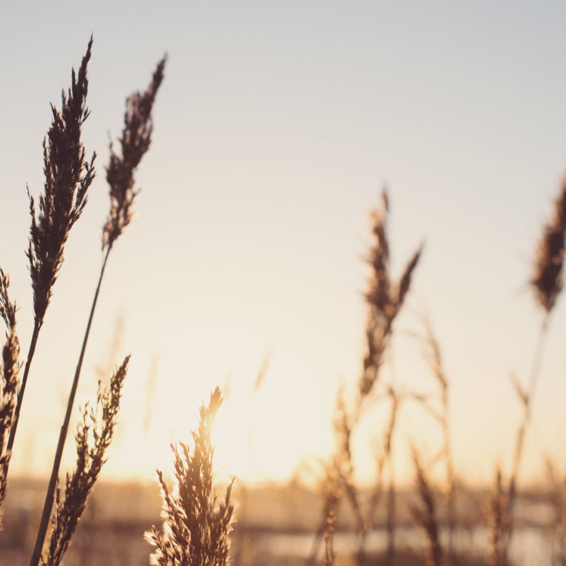 reeds in winter sunrise Elmley