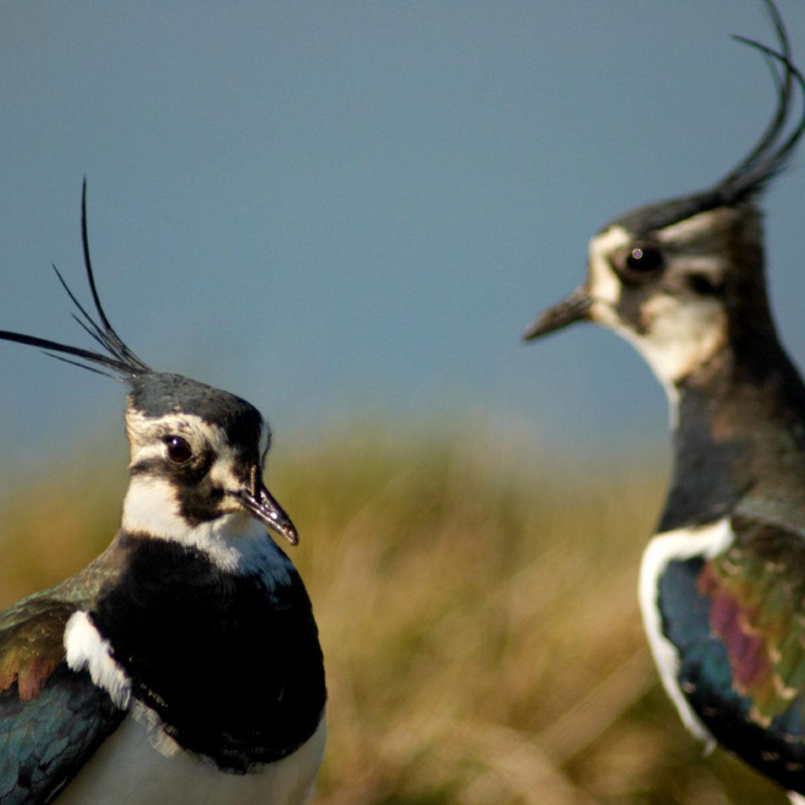 Lapwings at Elmley Nature Reserve