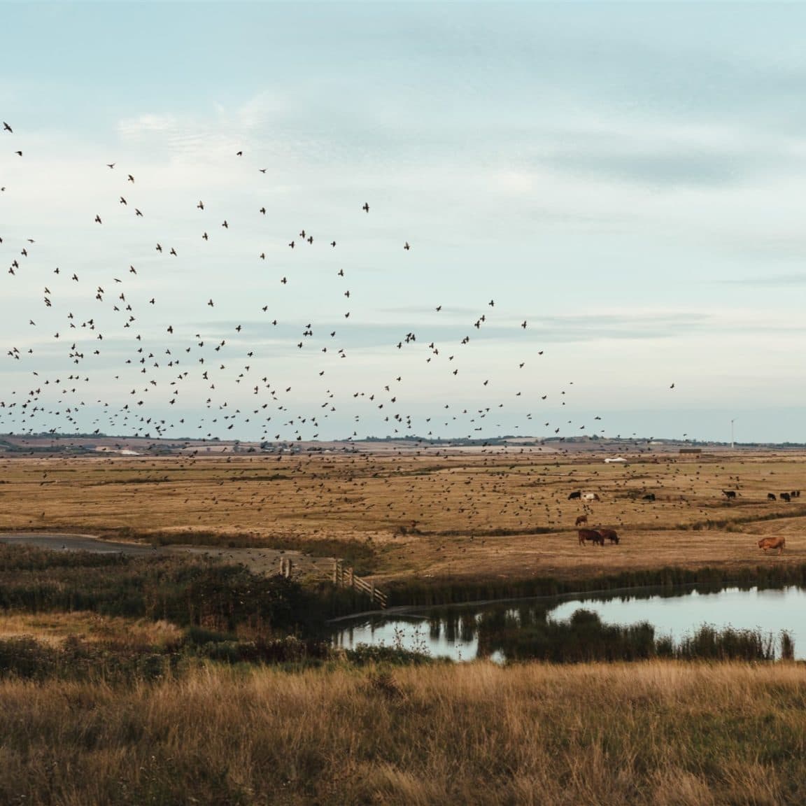 Michael Jackson Photography