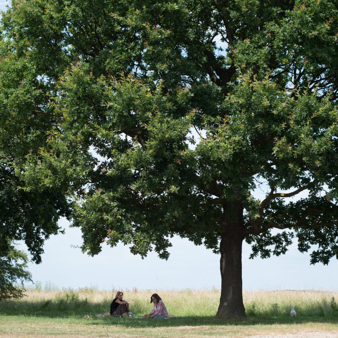 couple sitting under tree