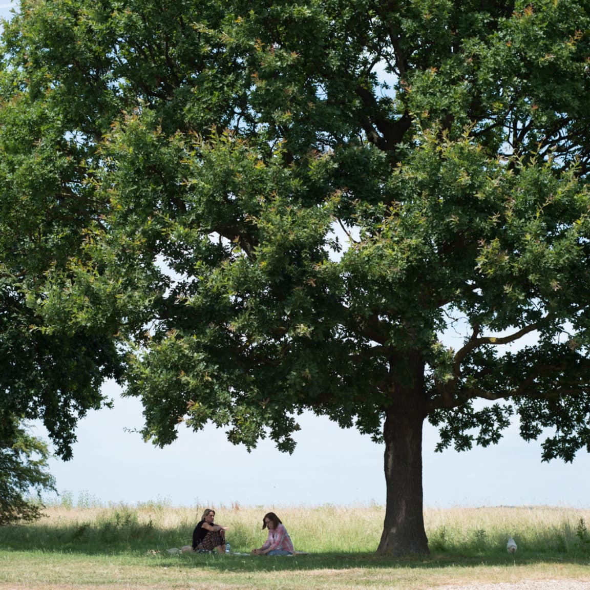 Elmley Forest School